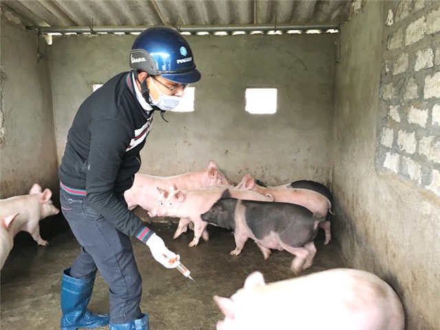 Uông Bí tích cực khống chế dịch lở mồm long móng