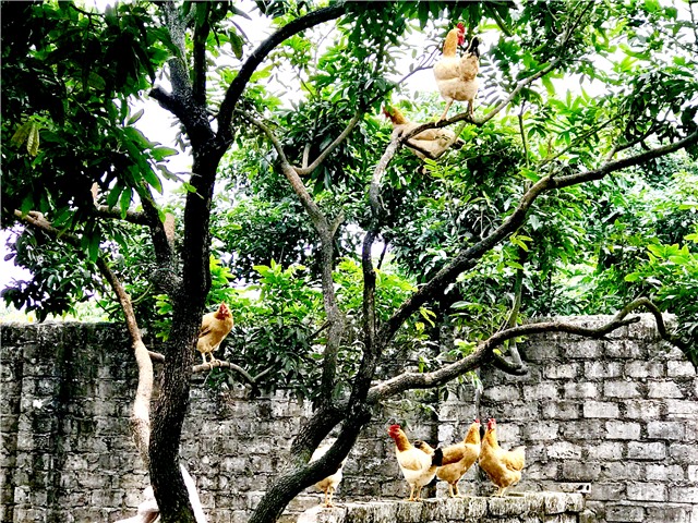 Triển vọng Đề án Gà ri vàng rơm tại TP Uông Bí