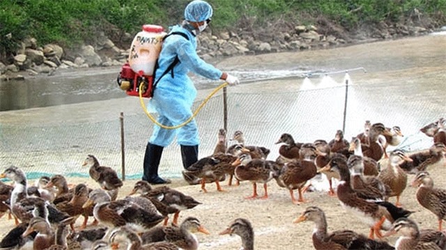 Chủ động các biện pháp phòng chống dịch cúm gia cầm