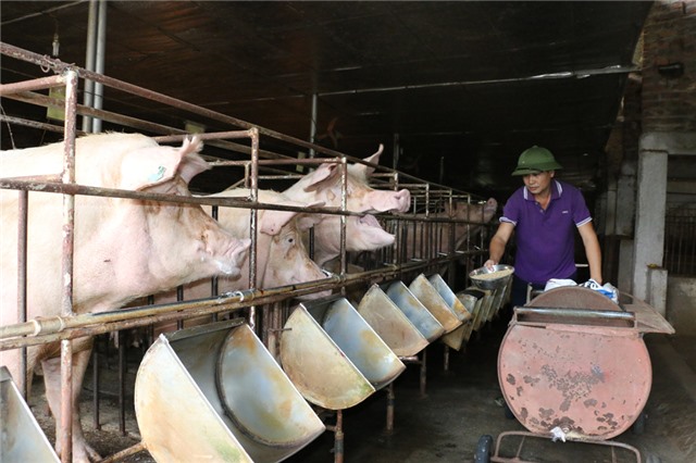Tiếp tục khống chế dịch tả lợn châu Phi lây lan trên diện rộng