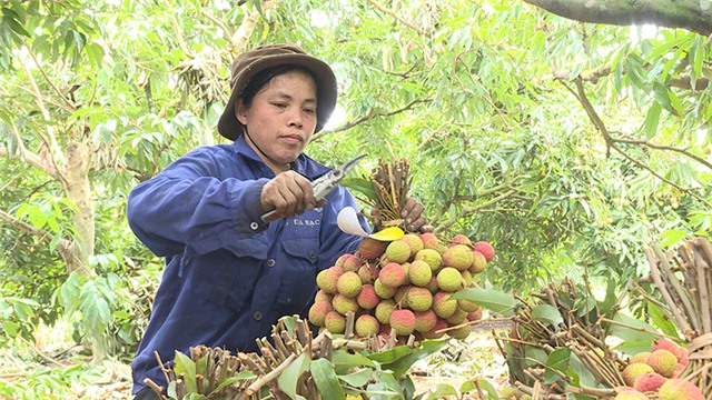 Quảng Ninh có 14 vùng trồng trọt, 3 cơ sở đóng gói đủ điều kiện xuất khẩu sang Trung Quốc