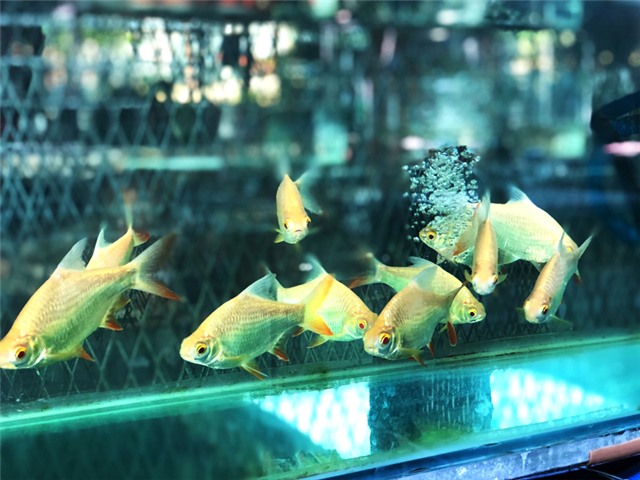 Chợ Cảnh Uông Bí, điểm đến của người chuộng thú chơi cá cảnh