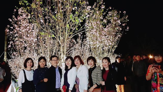 Lễ hội hoa anh đào - mai vàng Yên Tử 2019 có gì mới