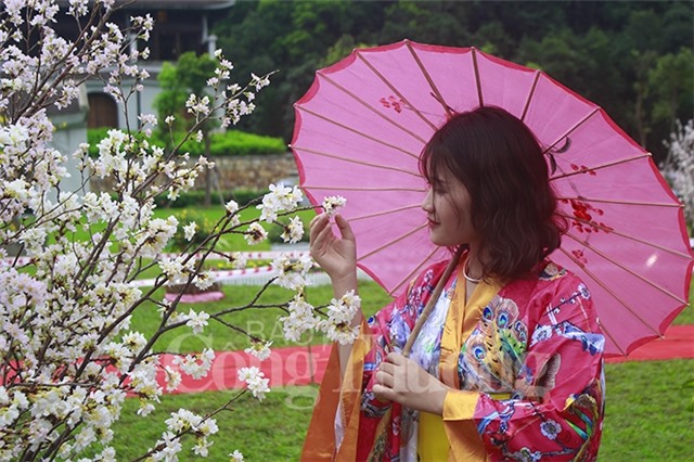 Rực rỡ sắc hoa Anh Đào - Mai vàng Yên Tử 2019