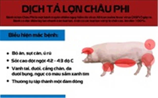 [INFOGRAPHIC]Những điều cần biết về dịch tả lợn châu Phi