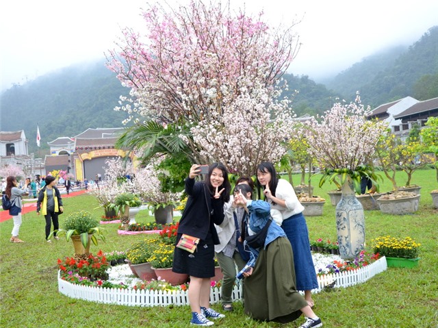 Rực rỡ sắc hoa Anh đào - Mai vàng Yên Tử