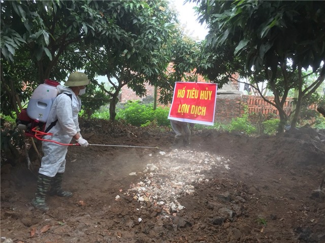 Bằng mọi cách khống chế, không để dịch tả lợn châu Phi lây lan rộng