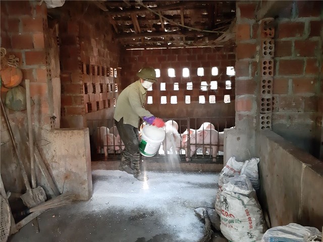 Quảng Ninh xuất hiện ổ dịch tả lợn châu Phi thứ 4 tại TX Quảng Yên