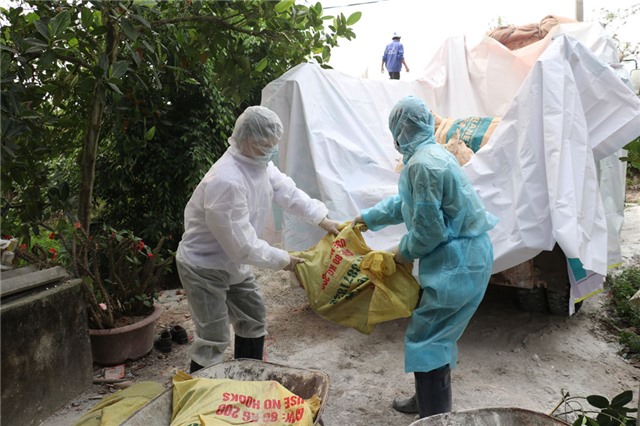 TP Uông Bí phát hiện, tiêu hủy toàn bộ đàn lợn nhiễm bệnh tả châu Phi 