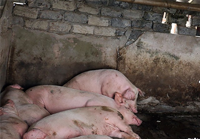 Địa phương thứ 19 xuất hiện dịch tả lợn châu Phi
