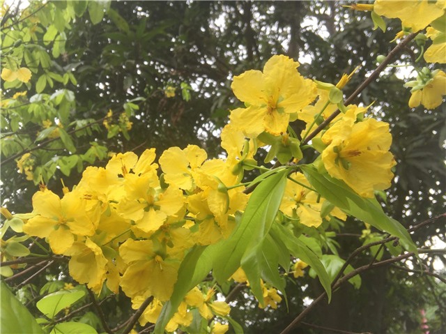 Ngắm mai vàng Yên Tử khoe sắc trước ngày khai hội hoa