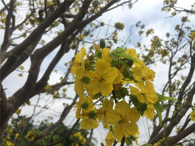 Lễ hội Hoa anh đào - Mai vàng Yên Tử 2019: nhiều hoạt động giao lưu văn hóa Việt - Nhật đặc sắc