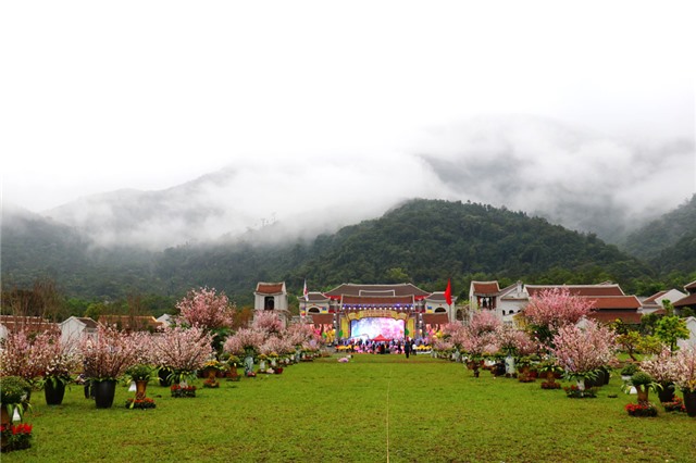 Anh Đào Nhật Bản, Mai Vàng Yên Tử rộ sắc dưới non thiêng Yên Tử, hứa hẹn sẽ “mãn nhãn” du khách trong mùa lễ hội 2019