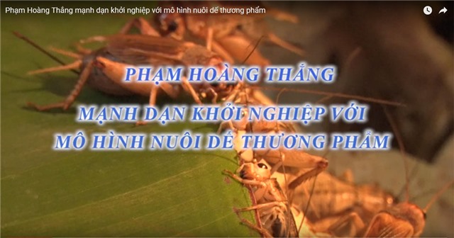 Phóng sự: Gương thanh niên - Khởi nghiệp với mô hình nuôi dế thương phẩm