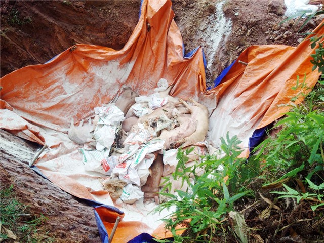 Đầm Hà - Địa phương thứ 6 xuất hiện dịch tả lợn châu Phi