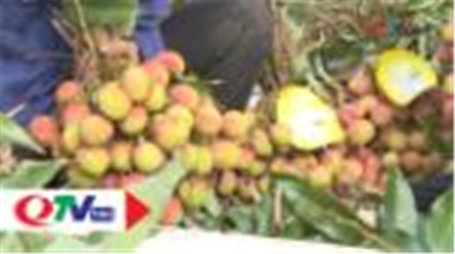 Về Uông Bí hái vải chín sớm Phương Nam