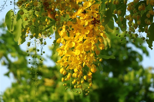 Xôn xao sắc muồng Hoàng Yến