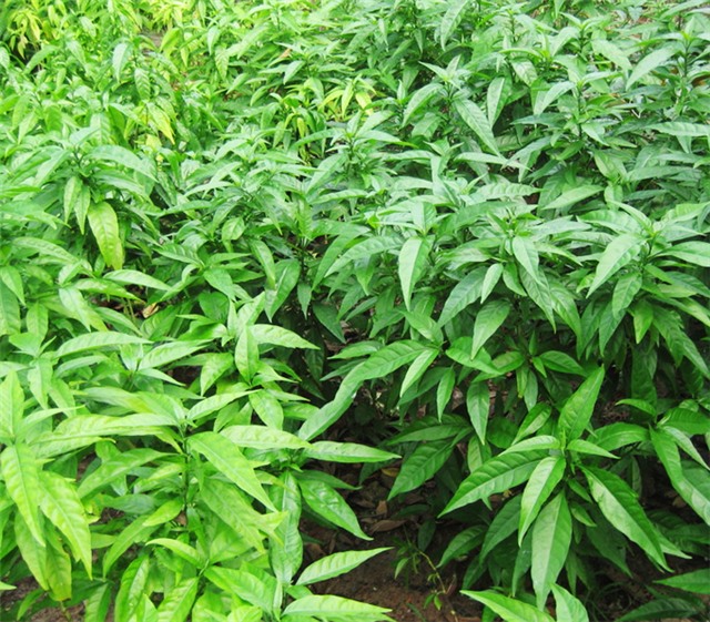 Cẩn trọng khi đắp lá thuốc chữa gãy xương