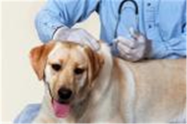 Triển khai quyết liệt, đồng bộ các giải pháp quản lý chó nuôi và phòng, chống bệnh dại ở động vật