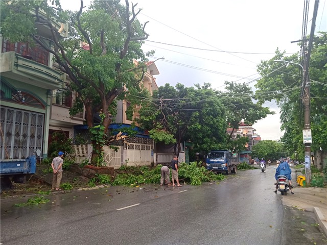 Khẩn trương khắc phục hậu quả cây gãy đổ do mưa giông