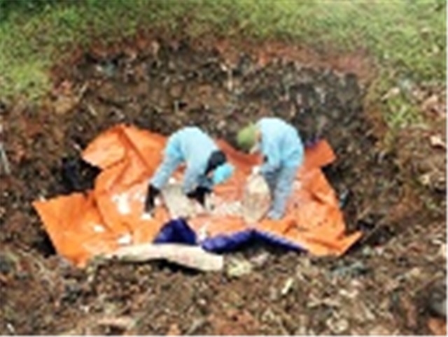 Thực hiện hỗ trợ cho người chăn nuôi có lợn bị tiêu hủy do dịch tả lợn châu Phi từ ngày 15/6