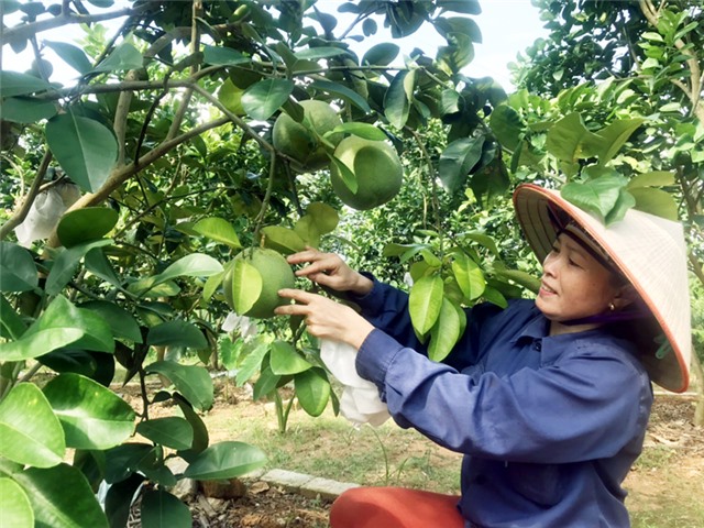 Uông Bí hỗ trợ hội viên phát triển kinh tế