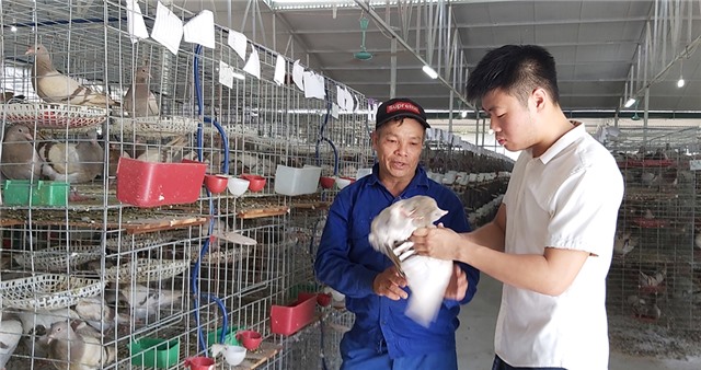 Khởi nghiệp thành công từ nuôi chim bồ câu