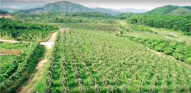 Video clip: Ngắm vườn thanh long ruột đỏ trĩu quả ở TP Uông Bí