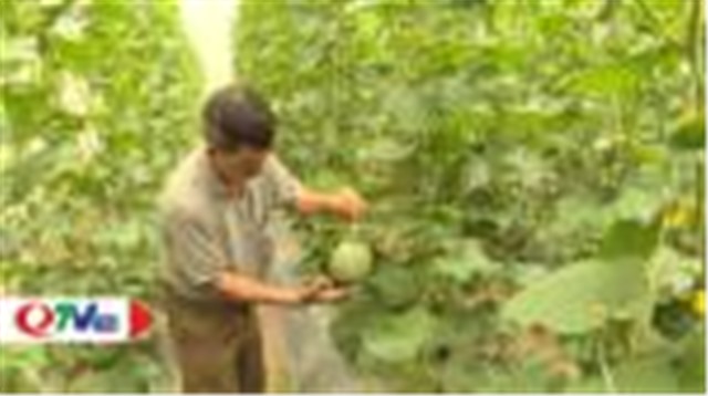 Uông Bí: Ứng dụng khoa học kỹ thuật trồng dưa lê vân lưới