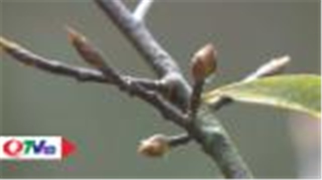 Mai vàng Yên Tử khoe hương sắc