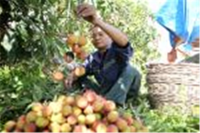 Cơ hội xuất khẩu cho nông sản Quảng Ninh