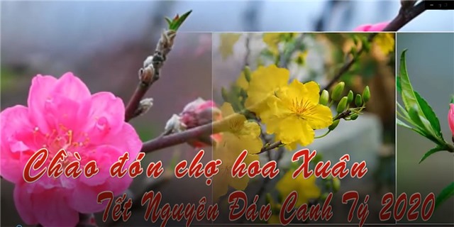 Chào đón chợ hoa Xuân Tết Nguyên đán Canh Tý 2020