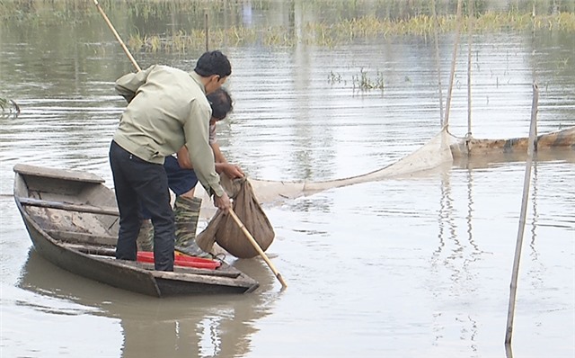 Nuôi rươi - lúa: Từng bước sản xuất hữu cơ
