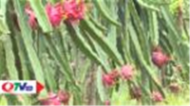 Thanh long ruột đỏ - đặc sản Uông Bí