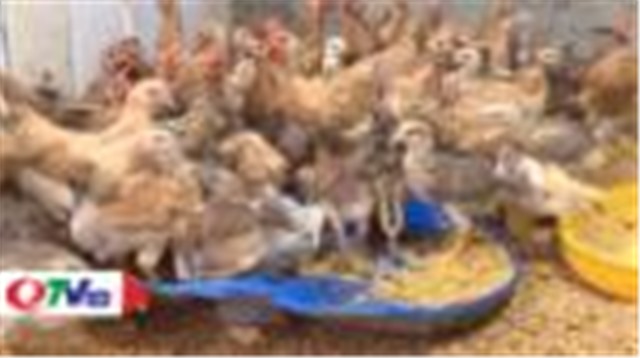 Gà ri vàng rơm - Sản vật vùng non thiêng Yên Tử