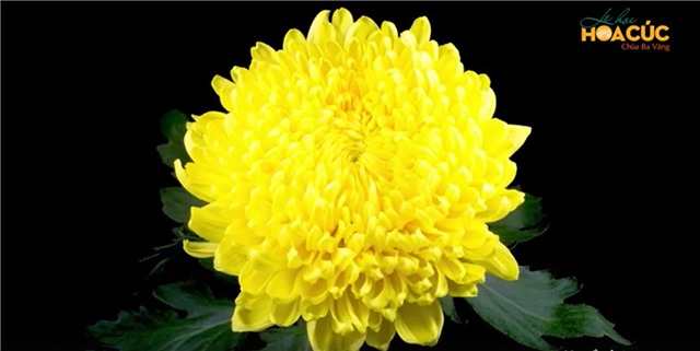 Lễ hội Hoa Cúc chùa Ba Vàng diễn ra từ ngày 25-10 đến 27-10-2020