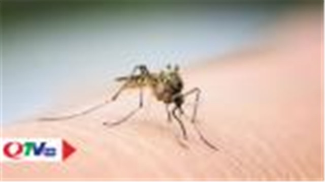 Hạ Long: Xuất hiện nhiều ca sốt xuất huyết, người dân không được chủ quan