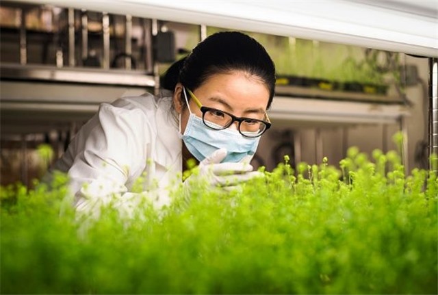 Sắp có vắc- xin thảo dược cho cúm mùa và COVID-19?