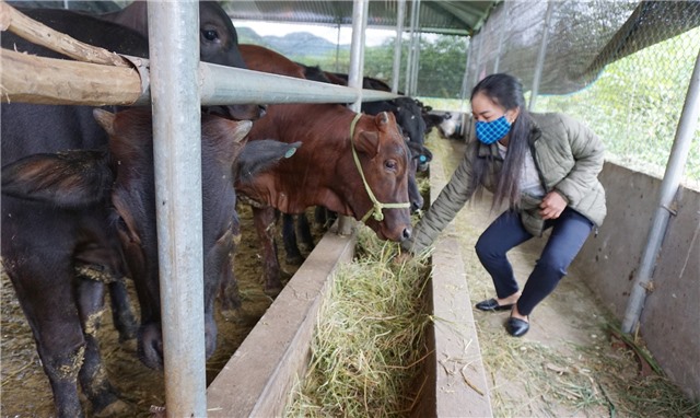 Chủ động ứng phó với rét đậm, rét hại