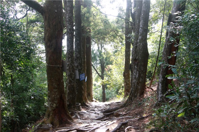 Đường Xích Tùng cổ giữa non thiêng Yên Tử