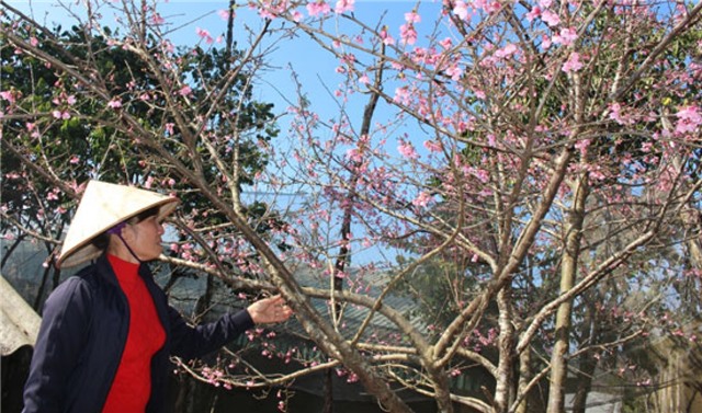 Tết nguyên đán 2021 sẽ cấm chơi đào rừng