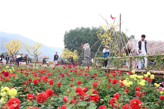 "Check-in" thung lũng hoa dưới chân non thiêng Yên Tử