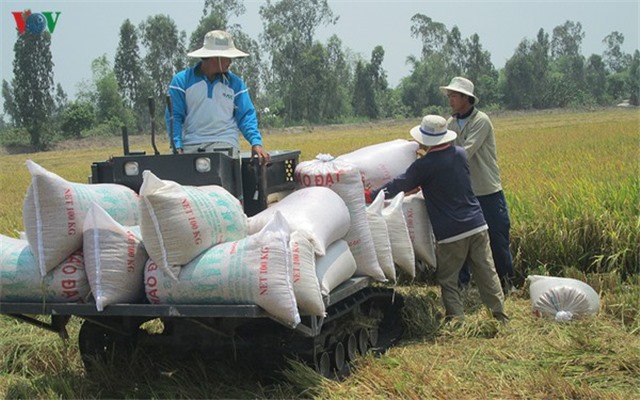 Tạm dừng xuất khẩu gạo từ 0h ngày 24/3