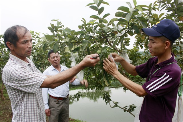 Phát huy vai trò nòng cốt của Hội Nông dân trong xây dựng nông thôn mới