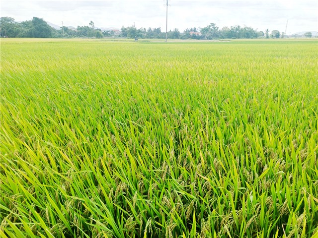 Tổng kết mô hình gieo cấy giống lúa TBR225 kháng bạc lá vụ xuân 2020