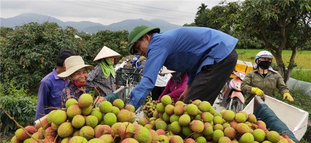 Vải chín sớm Phương Nam: nhộn nhịp từ đầu vụ thu hoạch