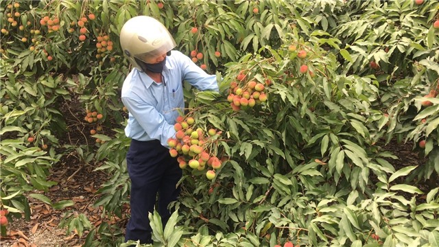 Uông Bí vào vụ thu hoạch vải chín sớm Phương Nam