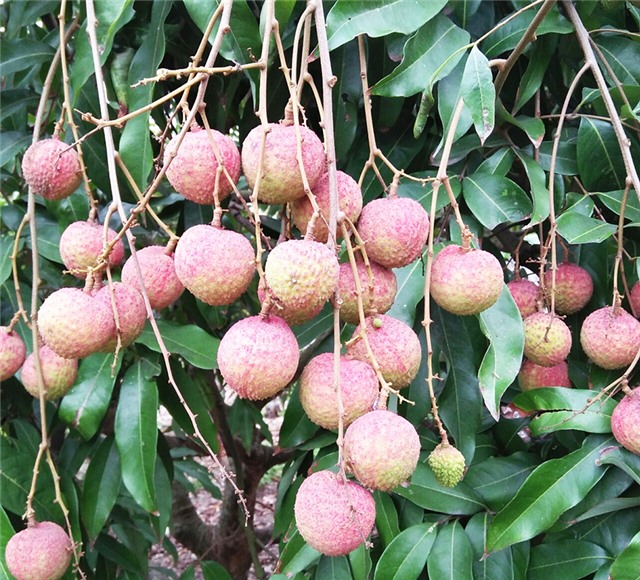 TP Uông Bí: Duy trì nhịp phát triển tốt