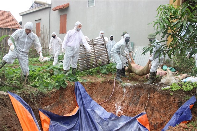 Nguy cơ dịch tả lợn châu Phi tái phát