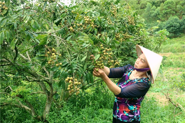 TP Uông Bí: Lan tỏa phong trào phụ nữ thi đua làm kinh tế giỏi
